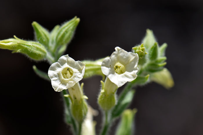 Desert Tobacco is a native species in the southwestern United States. It has attractive white tubular flowers. Nicotiana obtusifolia 
